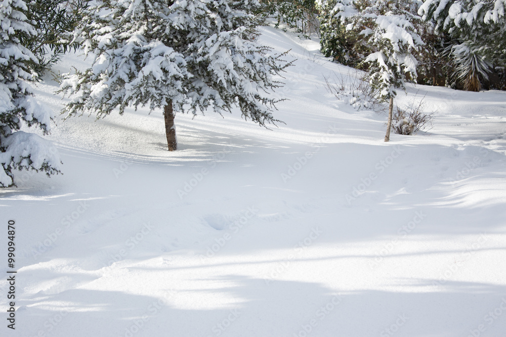 snow view snow view