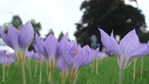 Colchicum autumnale, autumn crocus blooming along roadside. Traffic in background. Colchicum autumnale, autumn crocus, meadow saffron or naked lady, is a flower that blooms in autumn. photo