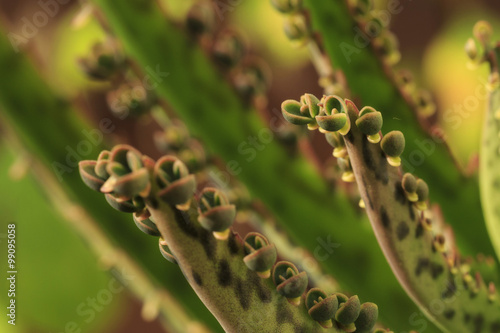 Kalanchoe daigremontiana