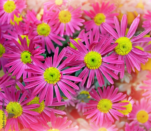 chrysanthemum flowers. Autumn landscape