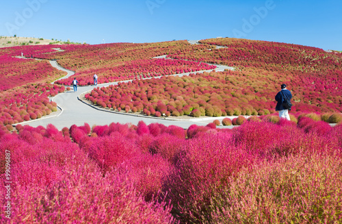 Beautiful kochias hill in autumn season at Hitachi seaside park , Ibaraki prefecture , Japan photo