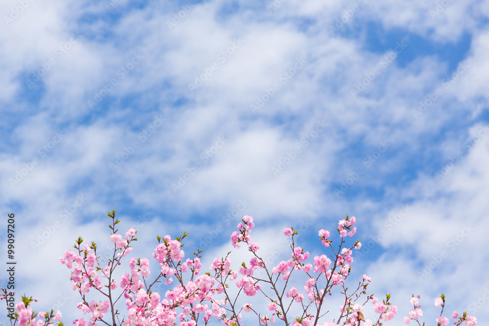 桜と青空 - obrazy, fototapety, plakaty 