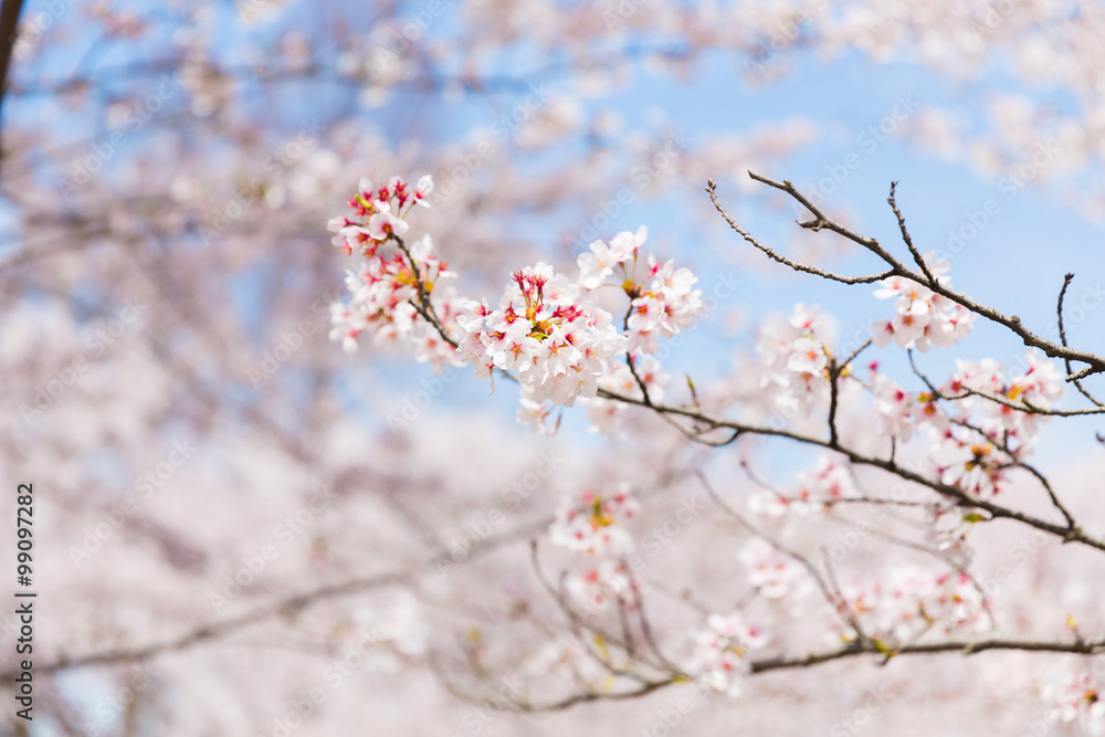 桜と青空