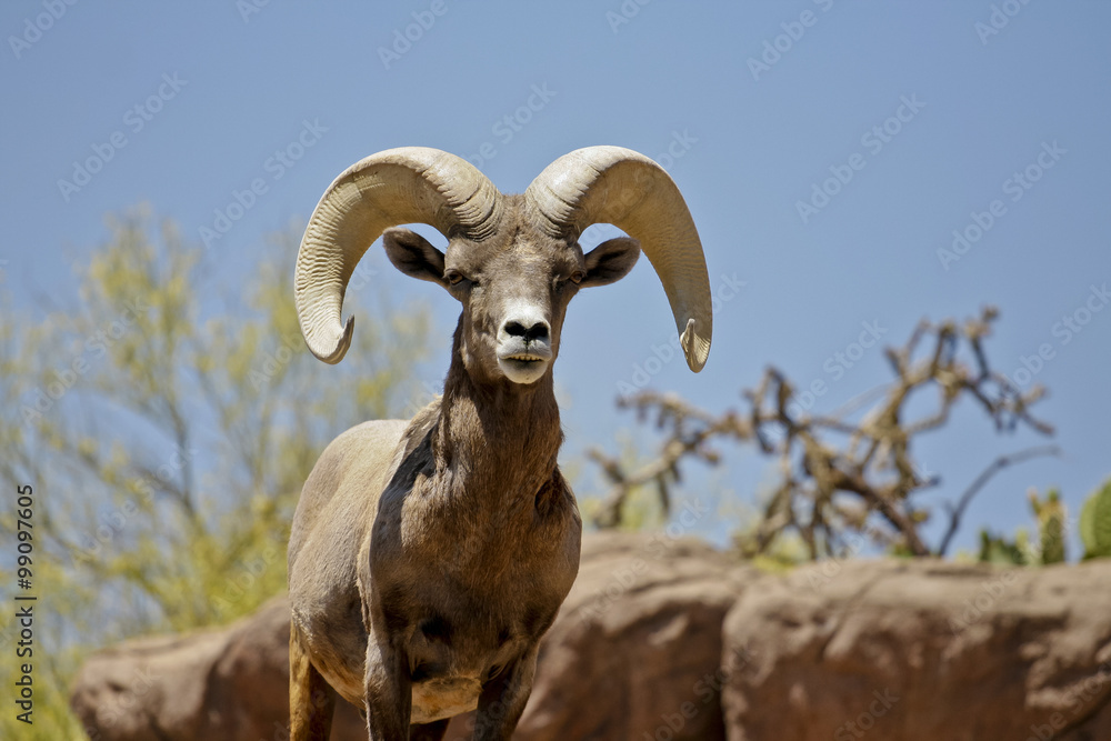 alpha male big horn sheep