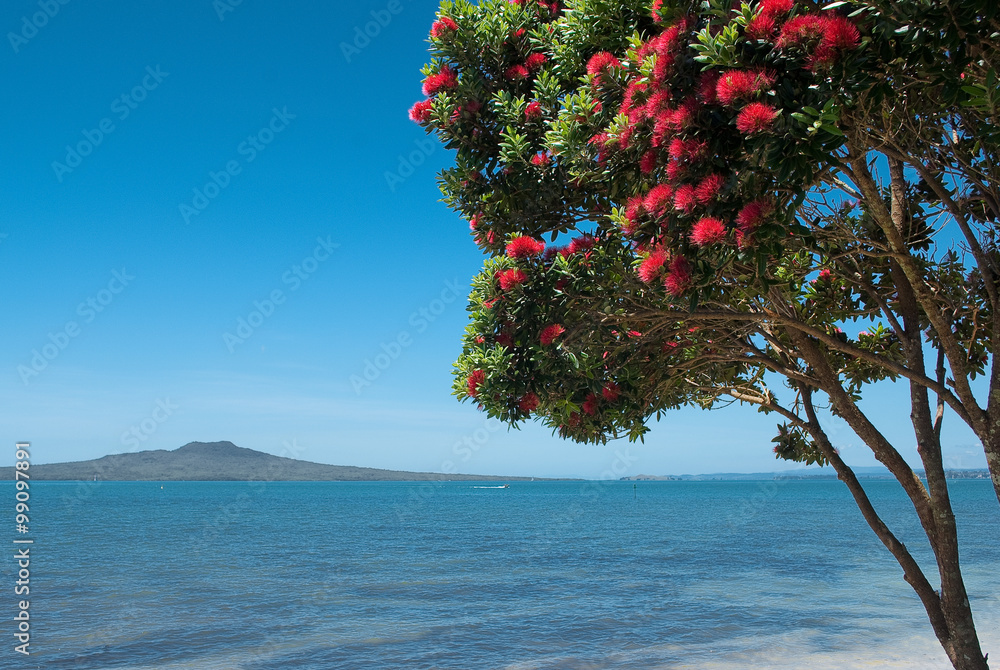 Obraz premium Rangitoto Island with pohutukawa tree in bloom .