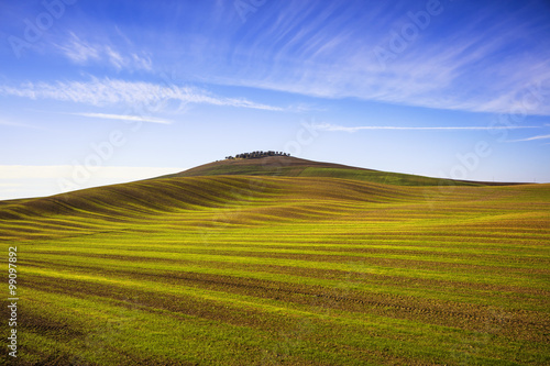 Field striped waves and olive trees uphiill. Tuscany  Italy
