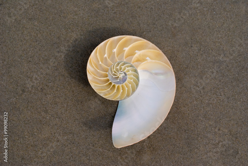 A Nautilus shell on the beach. The nautilus shell presents one of the finest natural examples of a logarithmic spiral. 
