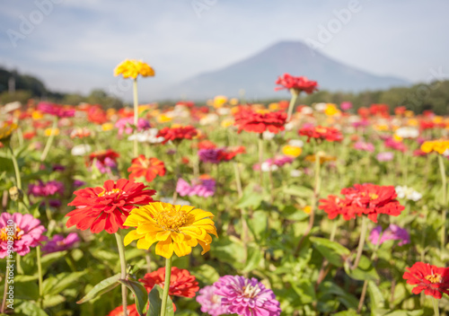 Field of cosmos flowers and Mountain Fuji in summer season at Yamanakako Hanano Miyako Koen