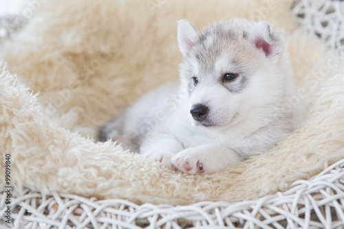 Cute siberian husky puppy sleeping on white rattan chair