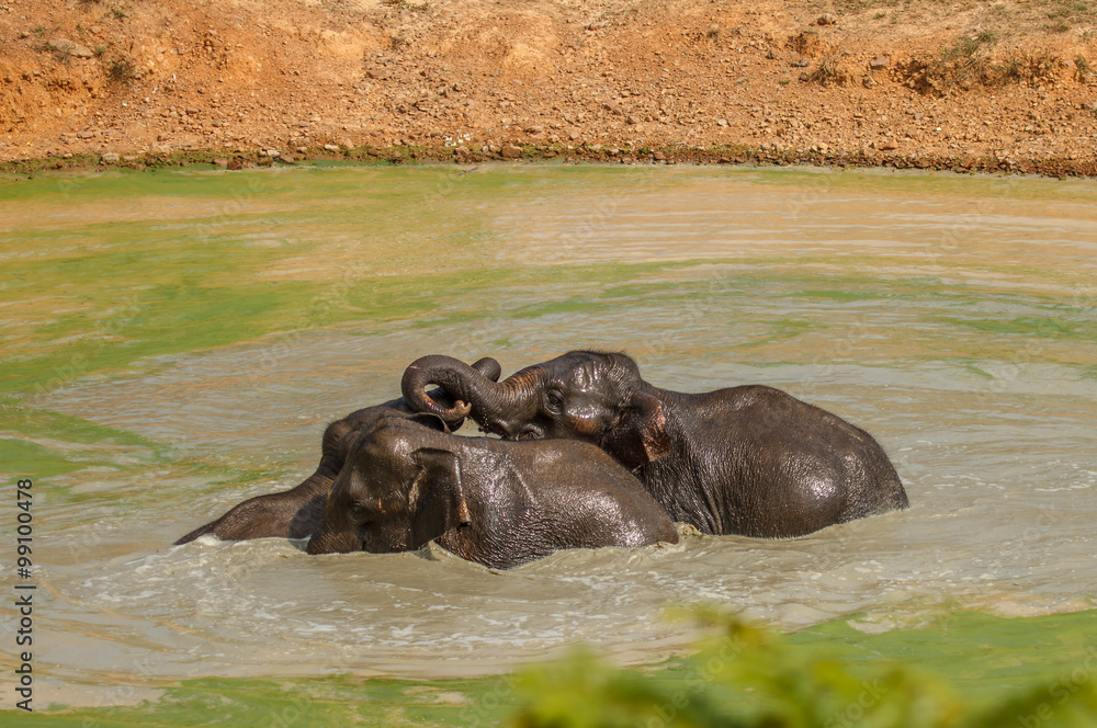 Fototapeta premium wild elephants