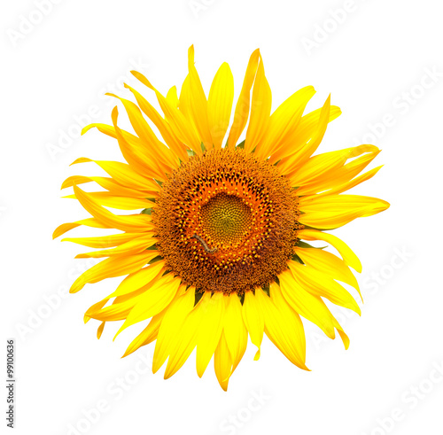 Sunflower isolated on white background. © jayzynism