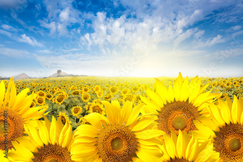 Field sunflower with flare light on the sun. photo