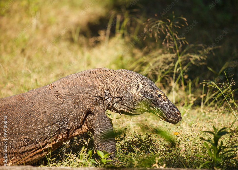 komodo dragon komodo dragon
