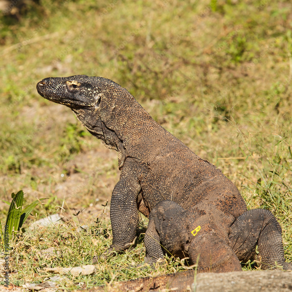 komodo dragon komodo dragon