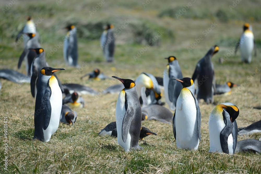 Fototapeta premium King penguins on the Bay of Inutil.
