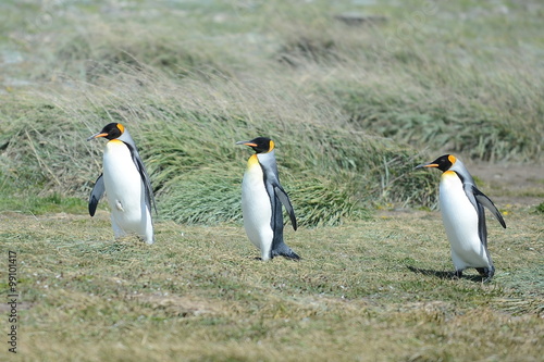 King penguins on the Bay of Inutil.