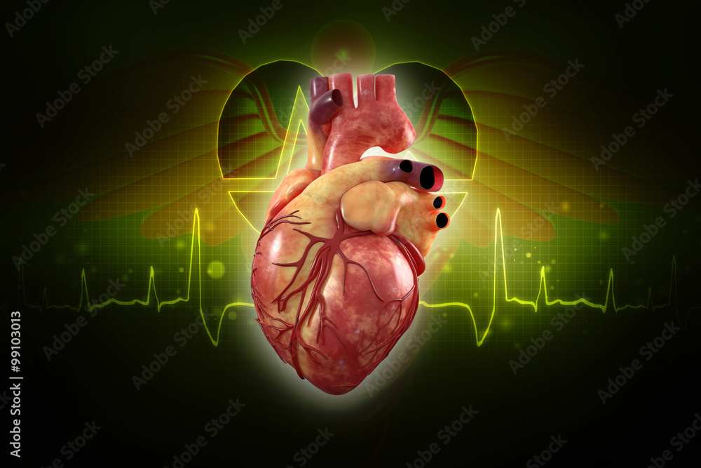 Human Heart - Anatomy of Human Heart Stock Illustration | Adobe Stock