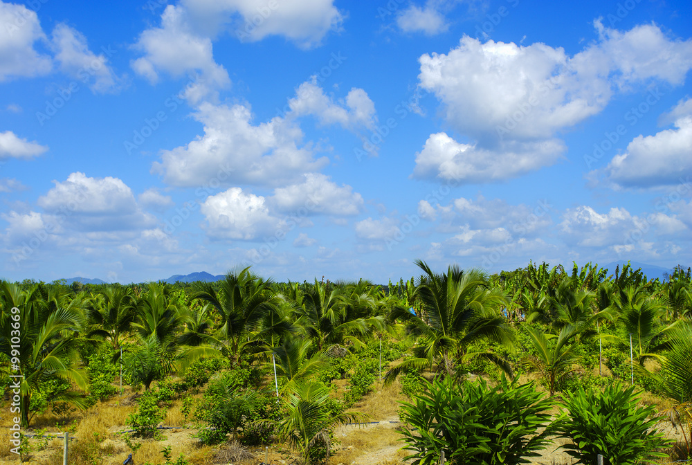 Field of tall grass surrounded by coconut trees with beautiful b Field of tall grass surrounded by coconut trees with beautiful b