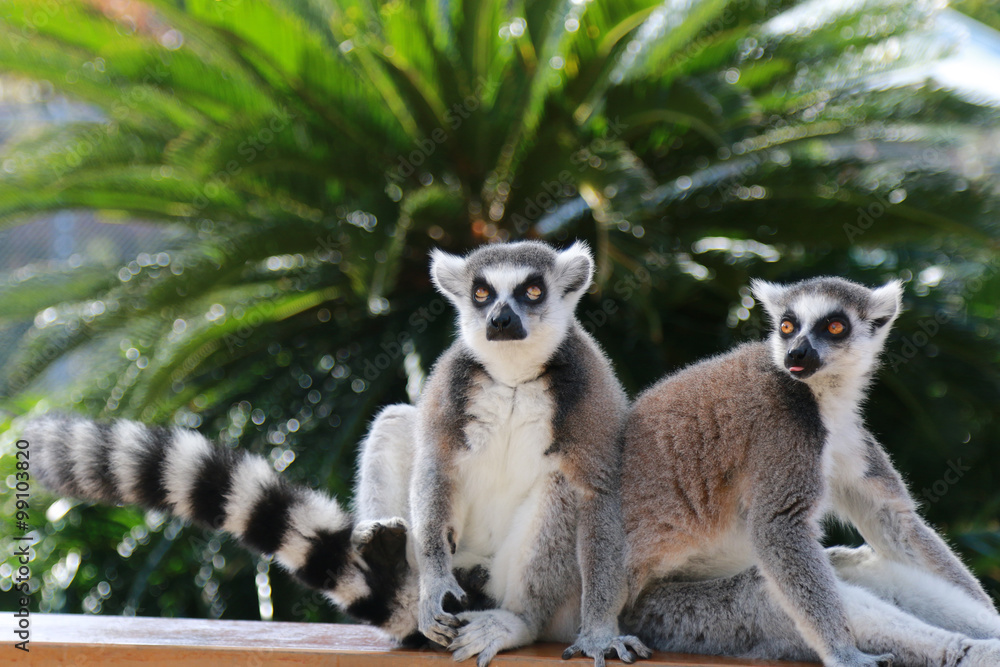 Obraz premium モンキー サル