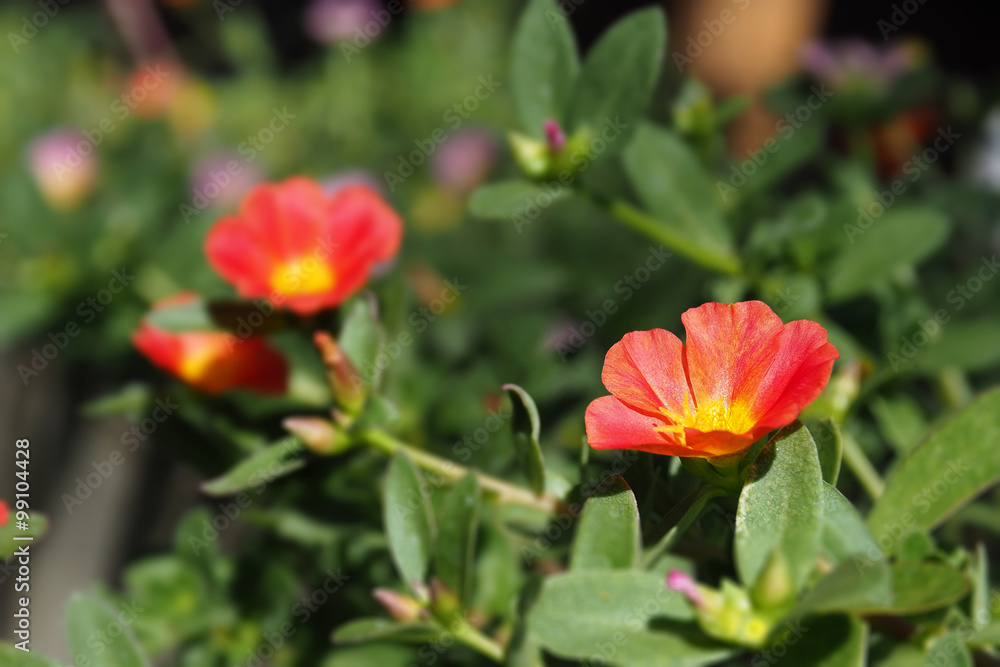 Common Purslane or Pigweed in red closeup Common Purslane or Pigweed in red closeup
