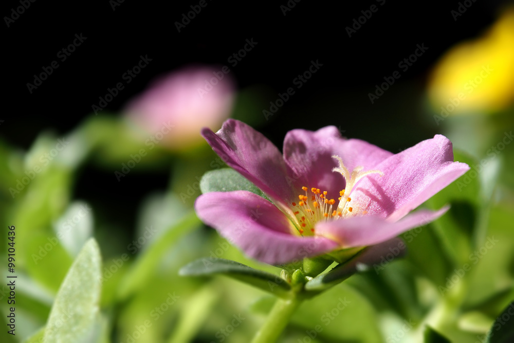 Fototapeta premium Common Purslane or Pigweed in pink closeup
