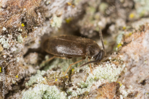 Euglenes beetle on wood