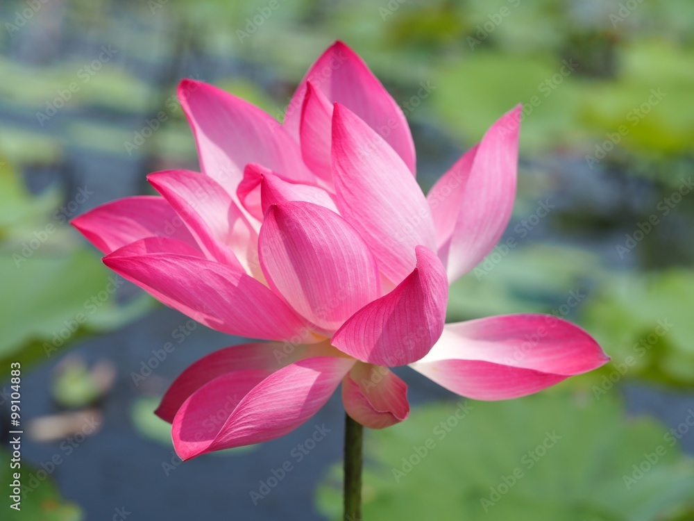Pink lotus flower Pink lotus flower