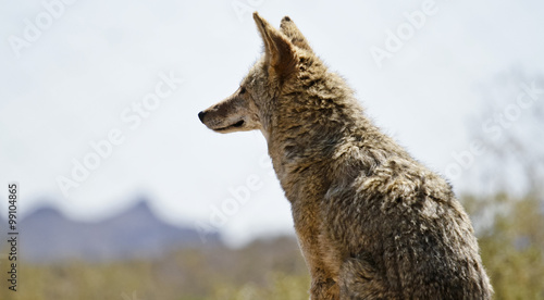 desert coyote surveying the landscape