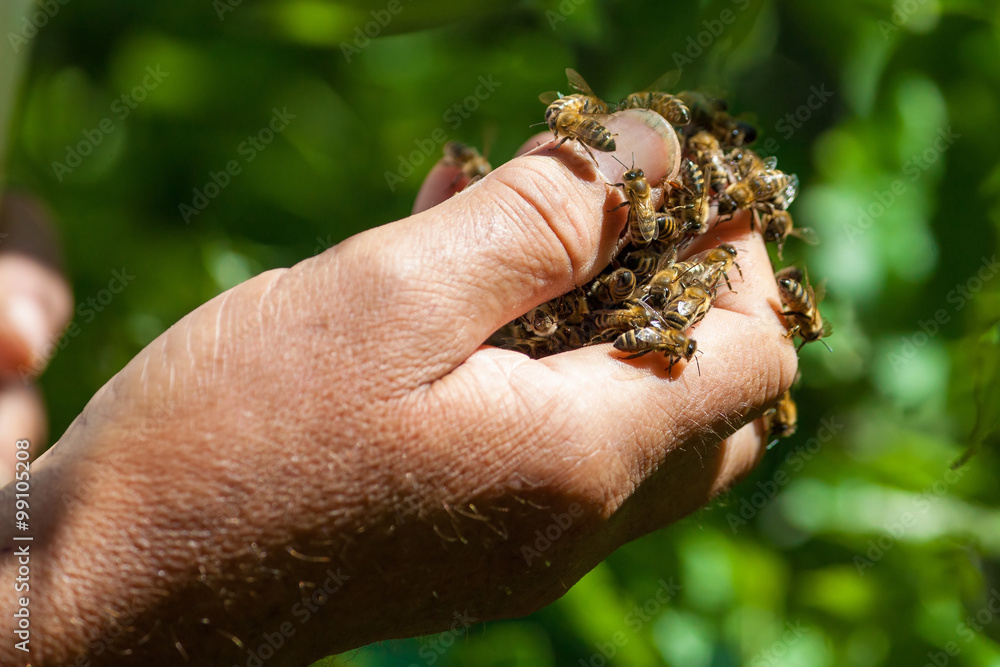 Beekeepers hand