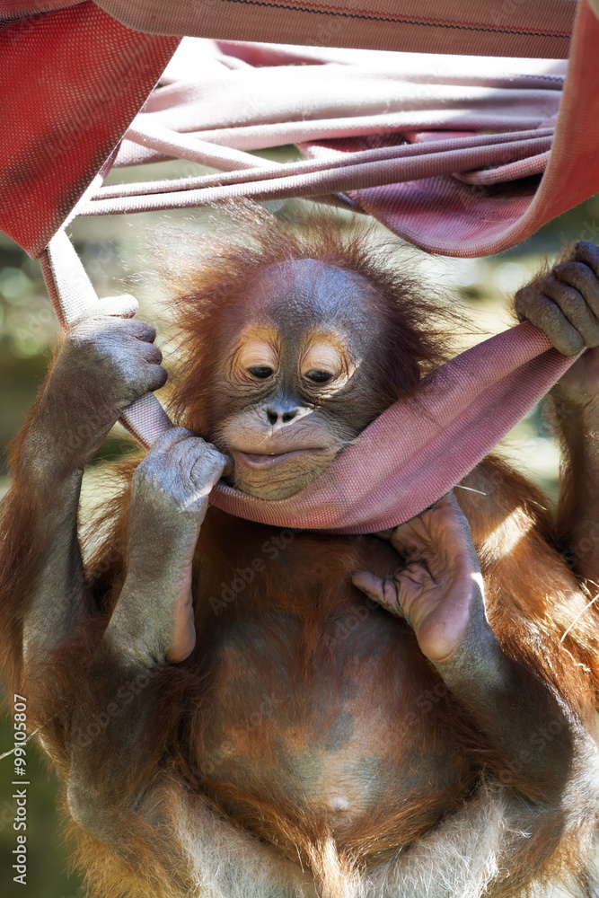 Funny pose of an orangutan baby, hanging with all paws on the canvas. A  little great