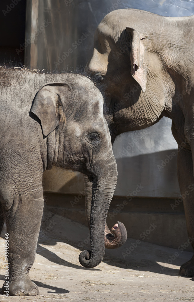 Fototapeta premium The head of a young Asiatic or Indian elephant female, Elephas maximus, head to head with her mother. Side face portrait of a huge, but cute and cuddly animals. Charm of the wildlife.