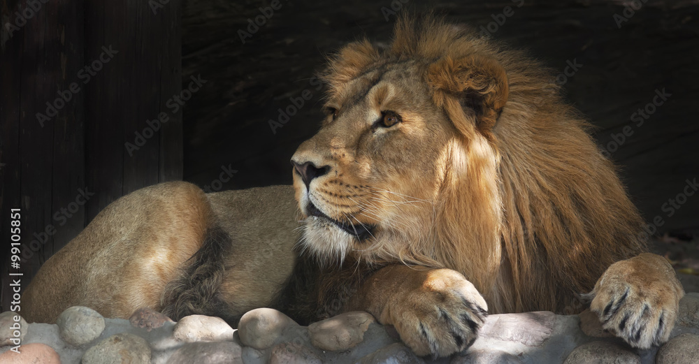 Obraz premium Side look of an Asian lion, calm lying in the tree shadow. The King of beasts, biggest cat of the world. The most dangerous and mighty predator of the world. Beauty of the wildlife..
