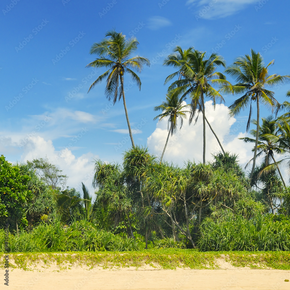 Fototapeta premium tropical palms on the sandy beach