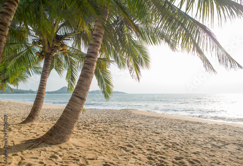 Tropical beach with coconut trees