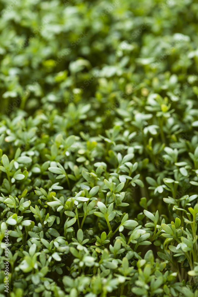 Cress background image Cress background image