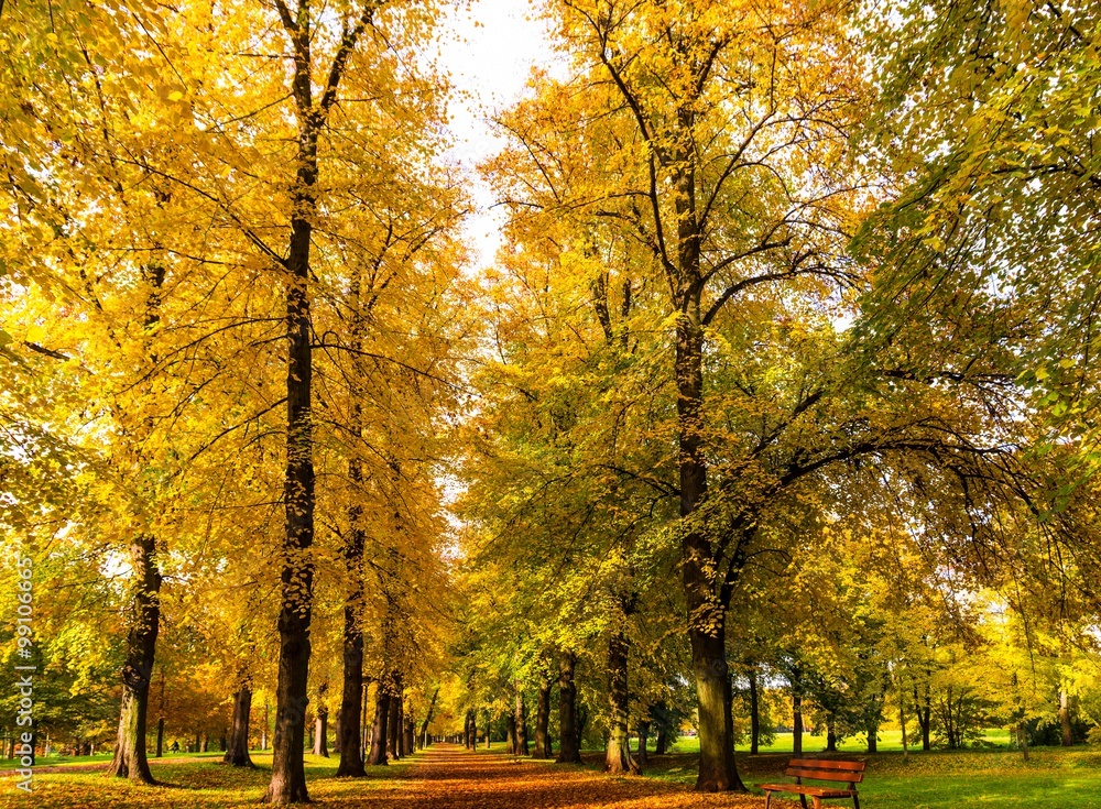 Naklejka premium herbstliche baumallee mit sitzbank