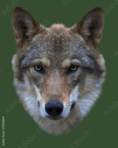 The head of a young, two year old, european wolf female. Face portrait of the forest dangerous beast, Canis lupus lupus, isolated on green background. Beauty of the wildlife.