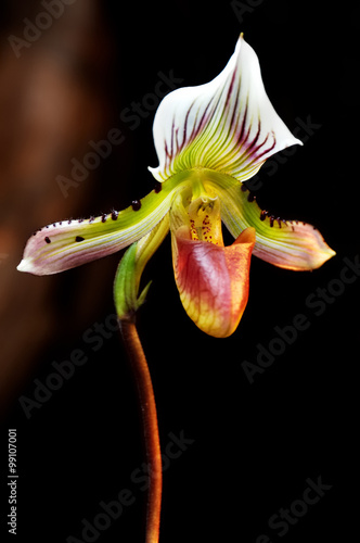 Wallpaper Mural Lady's Slipper Orchid (Paphiopedilum Callosum) Torontodigital.ca