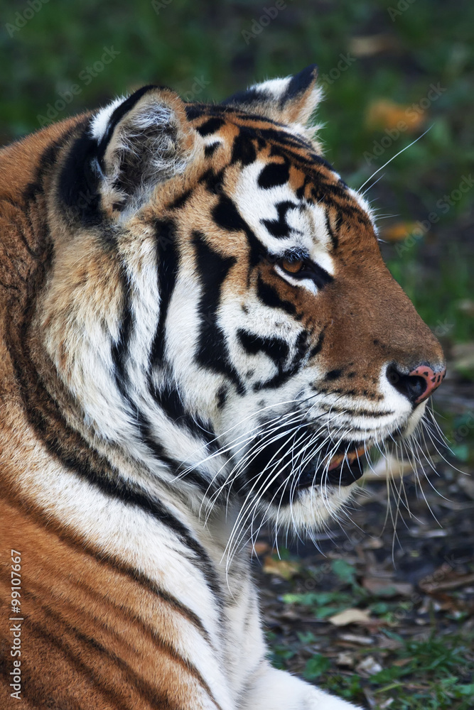 Fototapeta premium Close up with a beautiful Siberian tiger female. Side face portrait of the lying biggest cat with open chaps. The most dangerous and mighty beast of the world. The very powerful and dodgy raptor.