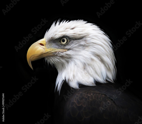 Head and shoulder of bald eagle, haliaeetus leucocephalus, isolated on black background. Side face portrait of an American eagle, US national character, very beautiful bird with proud expression.