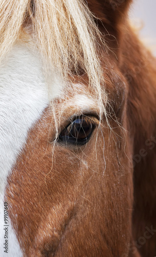 Eye to eye with a grace red horse with white stripe on the face. Close up portrait of the beautiful mare, looking straight into the camera.