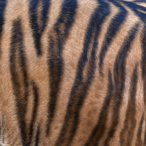 Side of a Siberian tiger body. Natural striped pattern on the orange tiger skin. Texture background of the most beautiful animal. Grace of the wildlife.