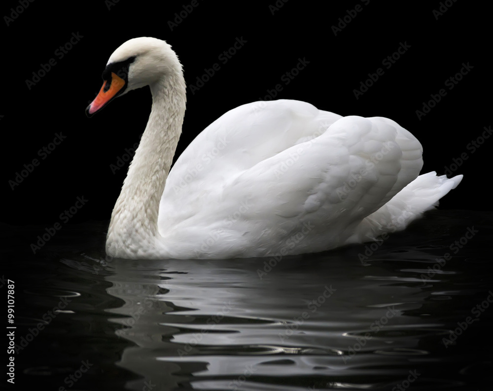 Fototapeta premium Side face portrait of a whooping swan, isolated on black background. White swan, side view, with orange beak in twilight. Wild beauty of a excellent web foot bird.