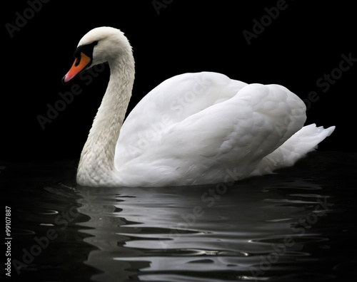 Fototapeta Naklejka Na Ścianę i Meble -  Side face portrait of a whooping swan, isolated on black background. White swan, side view, with orange beak in twilight. Wild beauty of a excellent web foot bird.
