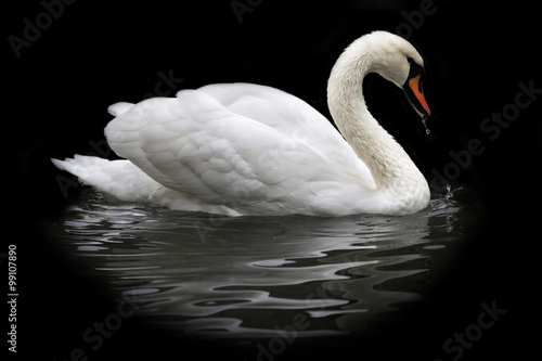 Fototapeta Naklejka Na Ścianę i Meble -  Side face portrait of a whooping swan, isolated on black background. White swan, side view, with orange beak and water drops. Wild beauty of a excellent web foot bird.