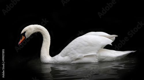 Fototapeta Naklejka Na Ścianę i Meble -  Side face portrait of a whooping swan, isolated on black background. White swan, side view, with orange beak and twisted neck in twilight. Wild beauty of a excellent web foot bird.