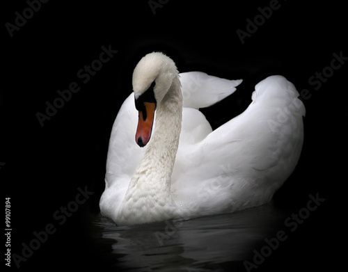 Portrait of a whooping swan, isolated on black background. White swan with orange beak in twilight. Wild beauty of a excellent web foot bird.