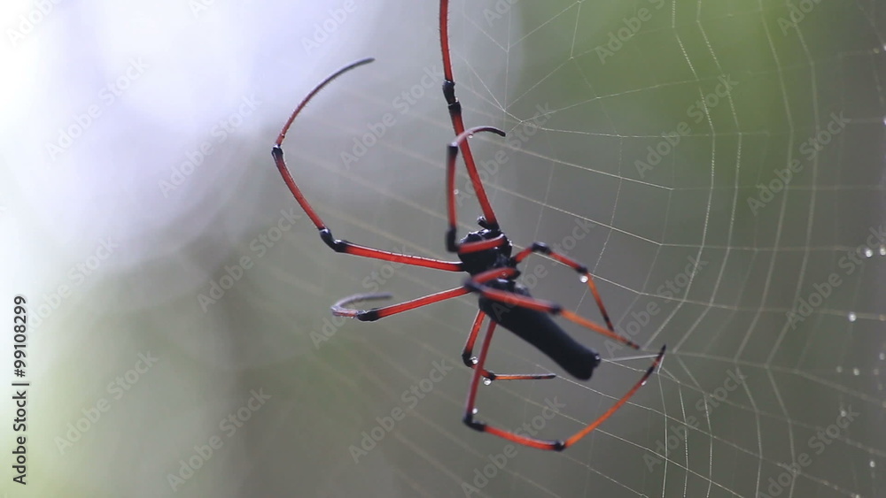 Spider makes web. Closeup high quality video. Four camera angles