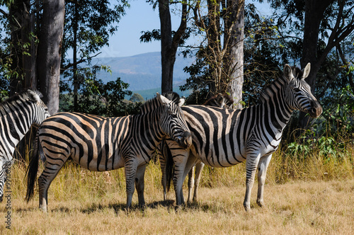 Zebras  common zebras  Equus quagga