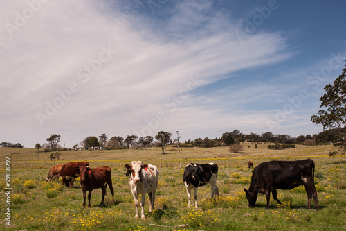 Rural Australian Agricultrure © dlphoto6